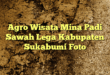 Agro Wisata Mina Padi Sawah Lega Kabupaten Sukabumi Foto