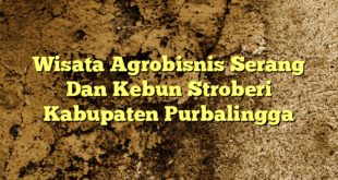 Wisata Agrobisnis Serang Dan Kebun Stroberi Kabupaten Purbalingga
