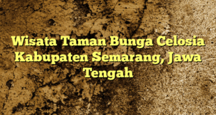Wisata Taman Bunga Celosia Kabupaten Semarang, Jawa Tengah