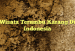 Wisata Terumbu Karang Di Indonesia